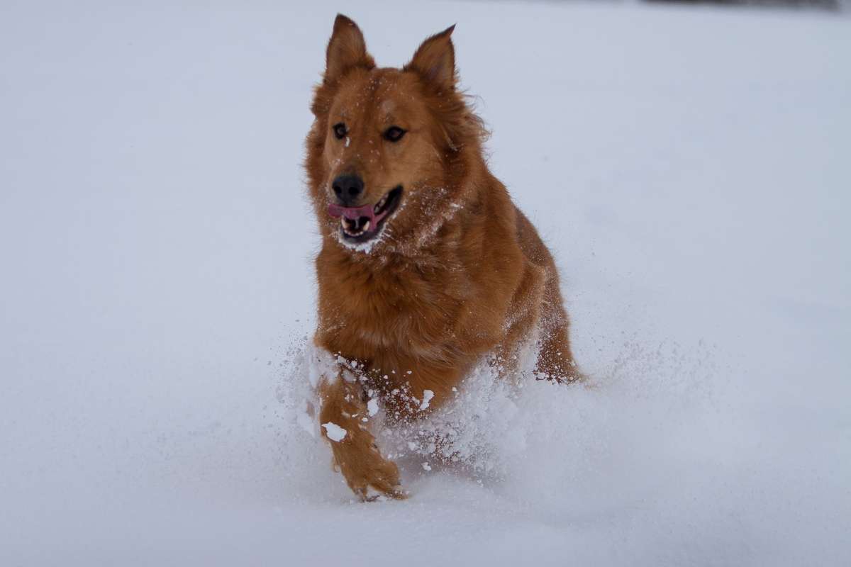 Leia running through the snow
